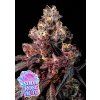 Anesia Seeds Soda Rose Auto