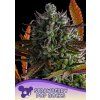 Anesia Seeds Strawberry Pop Rocks