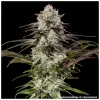 London Pound Cake F1 Auto