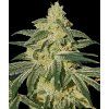 Barney's Farm Afghan Hashplant Auto