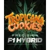 Barney's Farm Tropicana Cookies F1 Auto