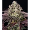 Barney's Farm GrandDaddy Purple