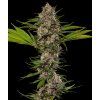 Barney's Farm MAC 1 F1