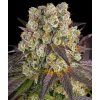 Barney's Farm Purple Punch x Lemon Drizzle