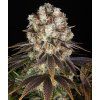 Barney's Farm Bruce Banner