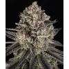 Barney's Farm Blue Dream