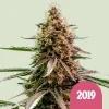 Royal Queen Seeds The 2019