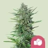 Royal Queen Seeds Purple Punch