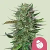 Royal Queen Seeds Do-Si-Dos