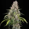 Royal Queen Seeds Sticky Queen