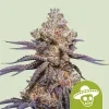 Royal Queen Seeds Mexican Rush Auto