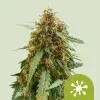 Royal Queen Seeds Sticky Queen Auto