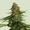 gaia f1