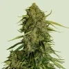 Royal Queen Seeds Atlas F1 Auto