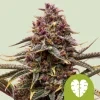 Royal Queen Seeds Pink Mist Auto