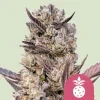 Royal Queen Seeds Tropicana Cookies Purple