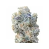 In House Genetics Slurricane