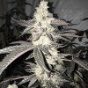In House Genetics Dolato S1