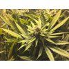 In House Genetics Black Cherry Punch