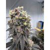 In House Genetics Bananacane