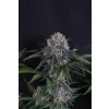 FastBuds Lemon Cherry Sundae Auto