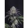 FastBuds Sundae Frost Auto