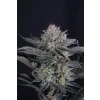 FastBuds Mendo Frost Auto