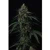 FastBuds Banana Cherry Cookies Auto