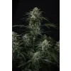 FastBuds Banana Frost Auto