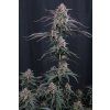 FastBuds Mendo Cherry Cookies Auto