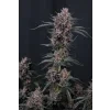 FastBuds Mango Cherry Runtz Auto