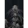FastBuds Mango Frost Auto