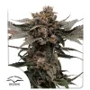 Dutch Passion Slush Mint Cake Auto