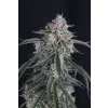 FastBuds GMO Auto