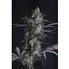 FastBuds Pineapple OG Auto