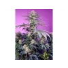Sweet Seeds Monster Maker