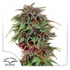 Durban Poison Dutch Passion Seed company
