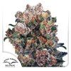 Dutch Passion Blueberry