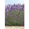 956 2 levandule aspic11