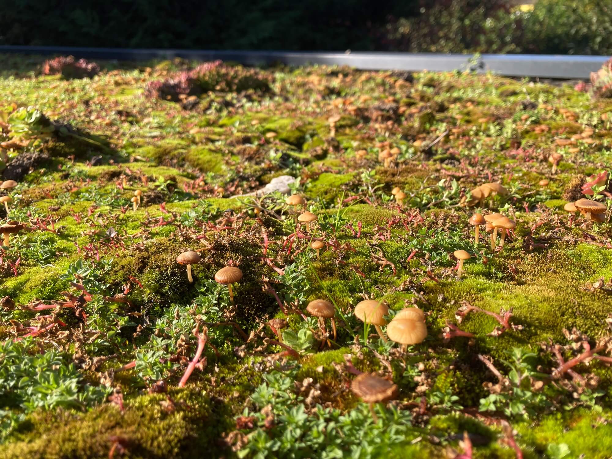 rozchodniky_zelena_strecha(1)