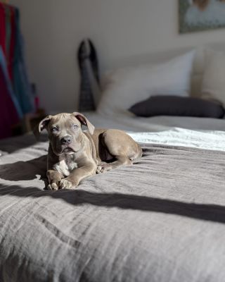 Ranní slunce, měkké lněné povlečení a absolutní pohoda. 🐶🤎 Prodyšný len je ideální na úžasný odpočinek. Přírodní materiál...