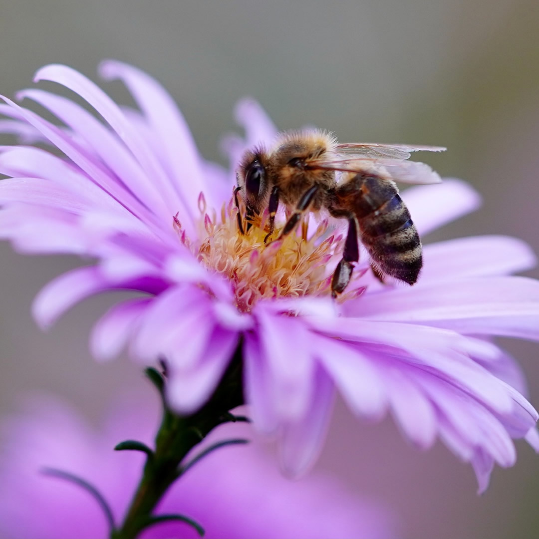 Pilný jako včelička