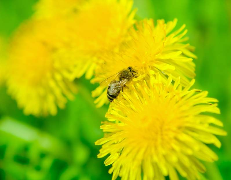 Pampelišky: Poklad z našich luk a zahrad