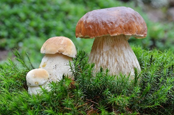 Jak zpracovat houby, aby vám vydrželi až do zimy