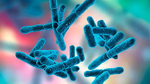 Probian - orchestr, který střeva naladí k trávící symfonii