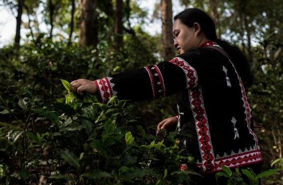 2 - Thailand Tea - Pic 4_zmenseno_otoceno