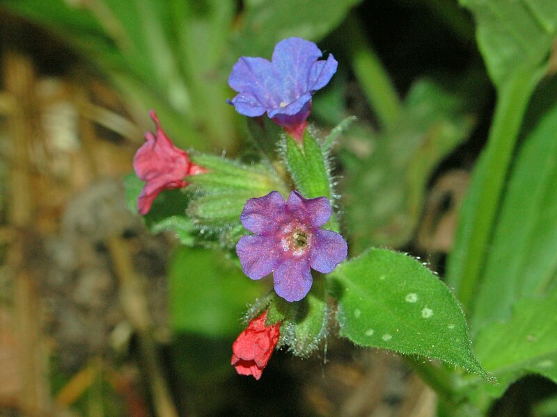 Boraginaceae_-_Pulmonaria_officinalis-4