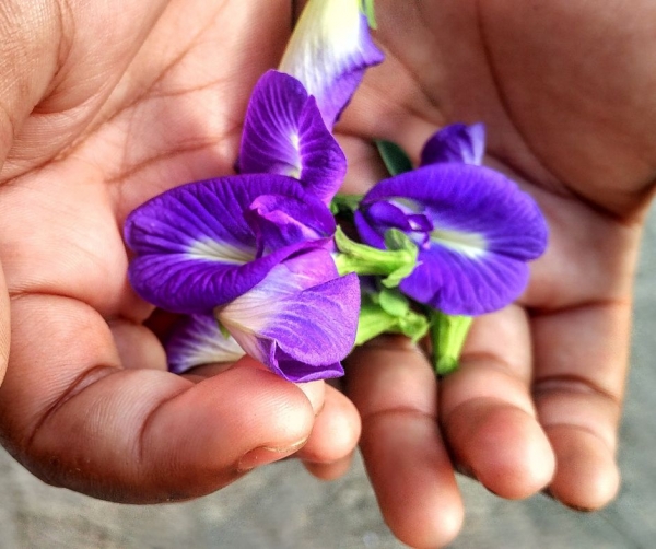 Butterfly-Pea-Vine-9733