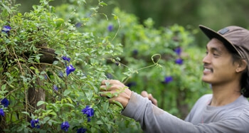 araksa-butterflypea-origin_web