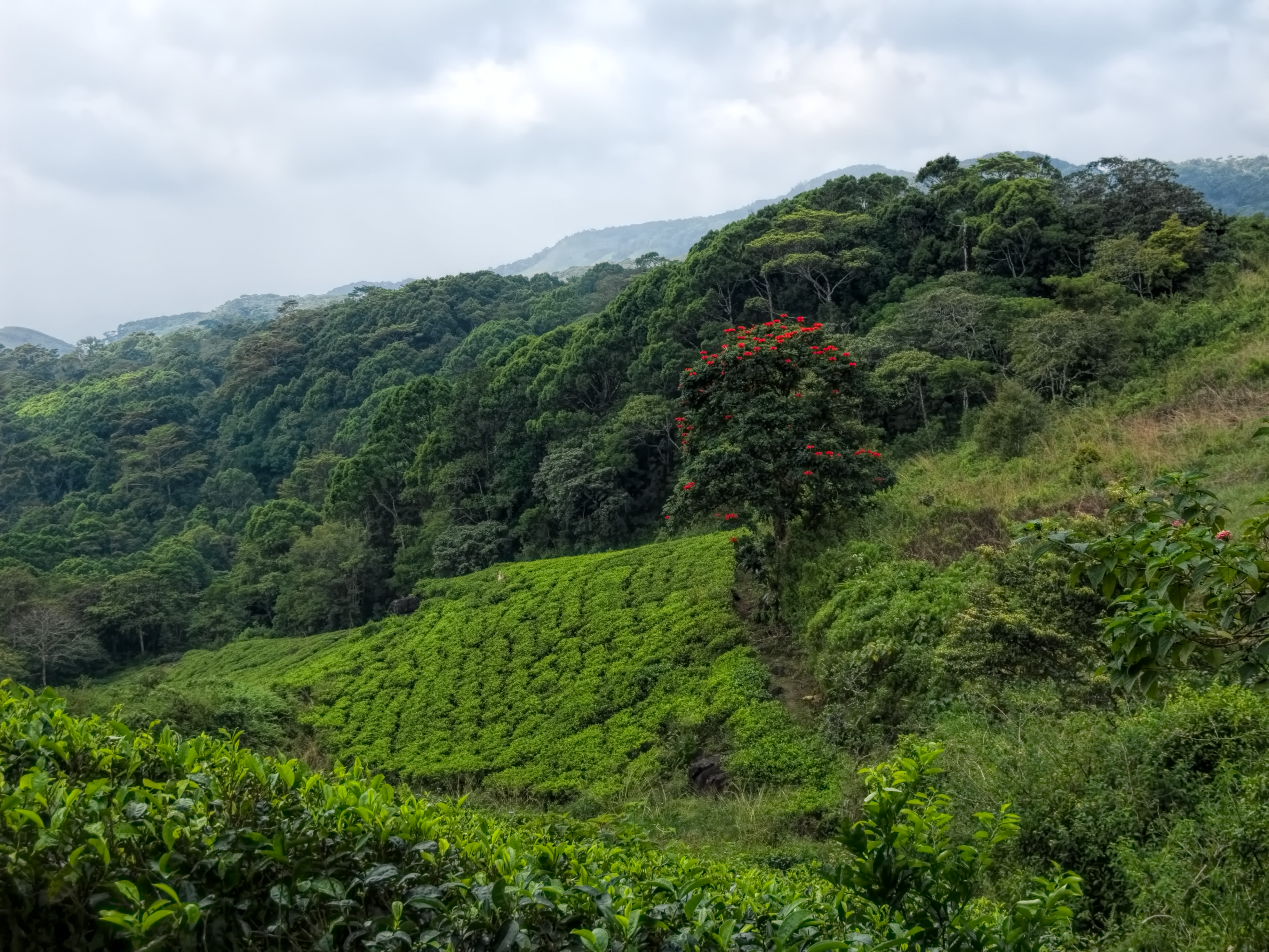 20160128_Sri_Lanka_4132_Sinharaja_Forest_Preserve_sRGB_(25674474901)